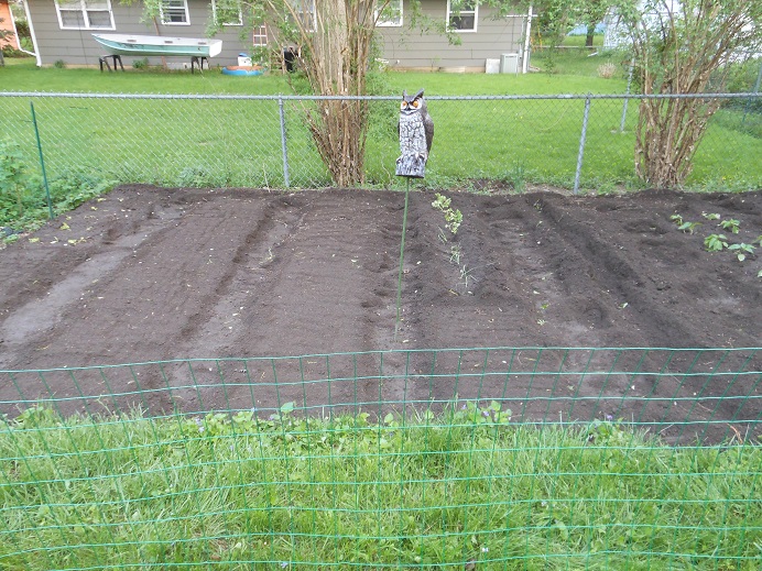 Rows 3 & 4 - Planting Day